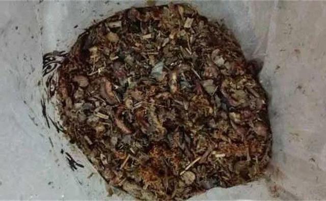 悄悄告诉你，学会4个老花农的养花“偏方”，家里花卉“嗖嗖长”