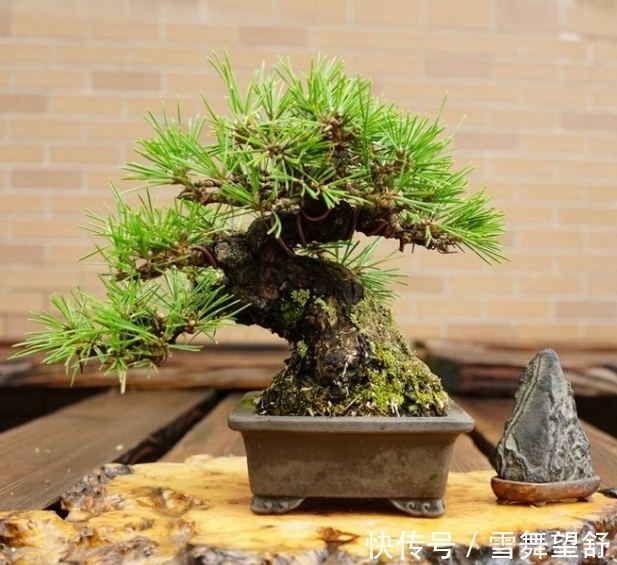 6种高端松树盆景,日本品种占一半,最后1个却是中国一级保护植物