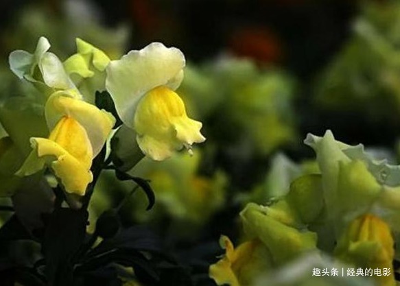 龙口花|此花因其型而得名,形态优美花色艳丽,寓意有金有余繁荣昌盛