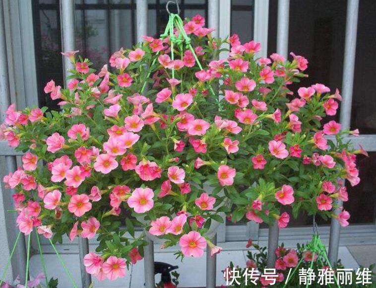 种花|4种花,可以悬挂起来养,轻松打造出别致阳台