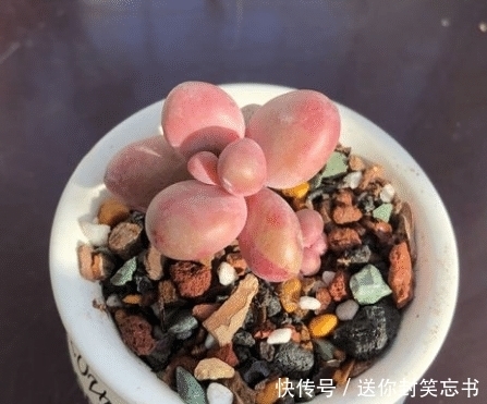 多肉植物老是养不活?可能是你太勤快了,来看看