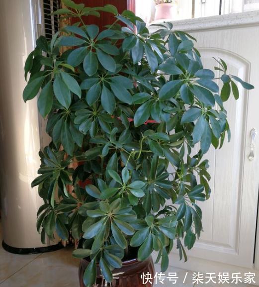 大树|鸭掌木小苗不好看，学会“1招”，枝繁叶茂，小苗变“大树”