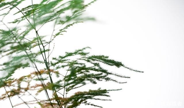 客厅2种花，别养成“巨无霸”，我家的已经处理了！