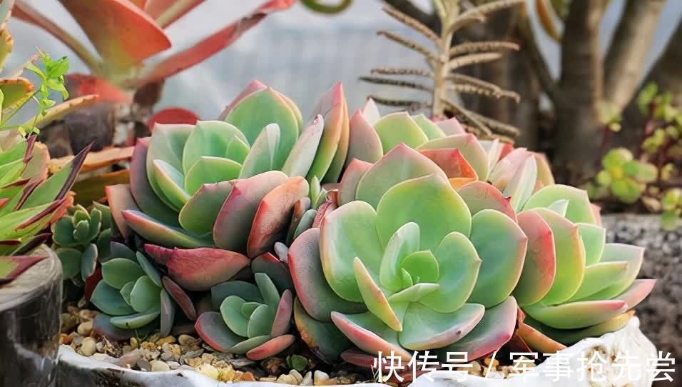 秋冬|他养多肉10多年,总结出9个易出“高价老桩”的品种,适合新手