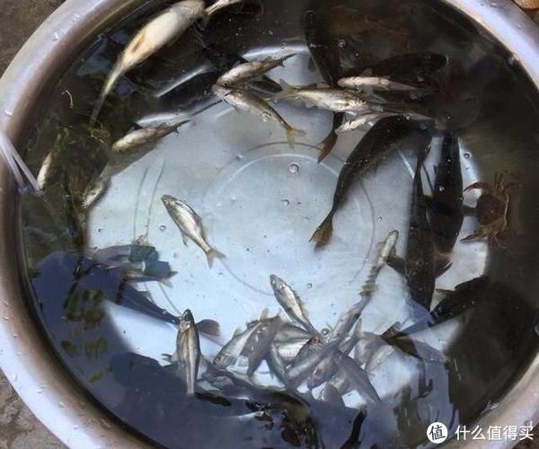 钓饵|它形似翘嘴神似鳊鱼，中国四川特有鱼种，当地人称麦线鱼，钓过吗
