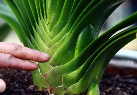 夏季养君子兰,这3个“禁区”别触碰,保证度夏无忧,轻松爆盆