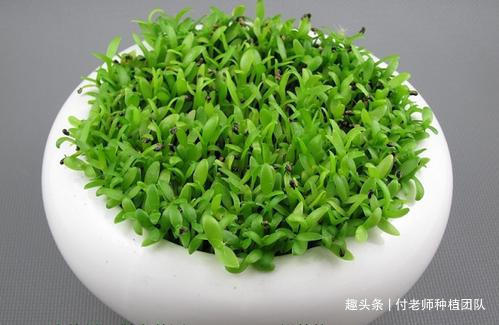 养花|能吃能观赏的火龙果,如何盆栽教你两招,来年还能吃上果实