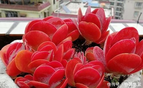  叶子|养多肉唐印，种在大盆里，长得快茎秆壮，叶子像把红扇子！