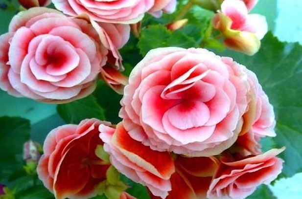 老花农养丽格海棠6年,总结“3妙招”,花开爆盆,一年开10个月