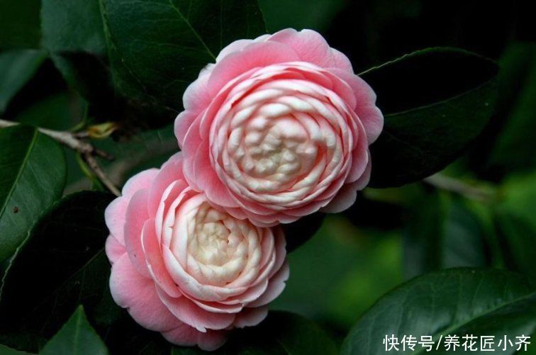 碱性|7种花如果不生长,米醋每月浇一“壶”,恢复生长,叶子绿油油