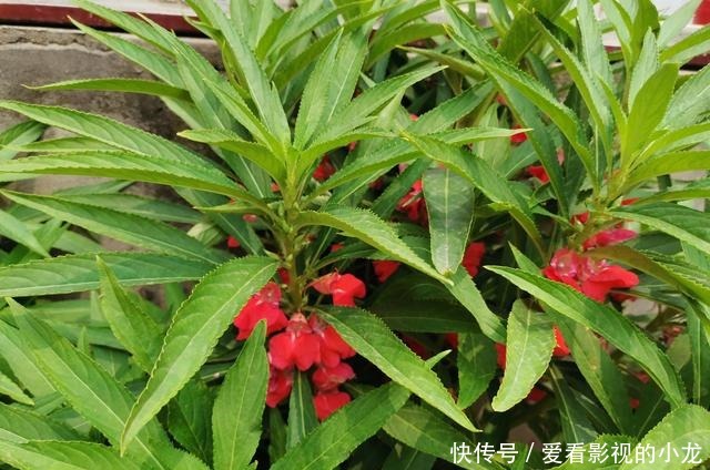  母亲的小院月季怒放，凤仙盛开！