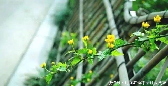 家有小院,一定要做个篱笆墙,美的世间少有!