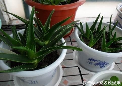 随便折腾,一个月不浇水都死不了的四种盆栽植物!