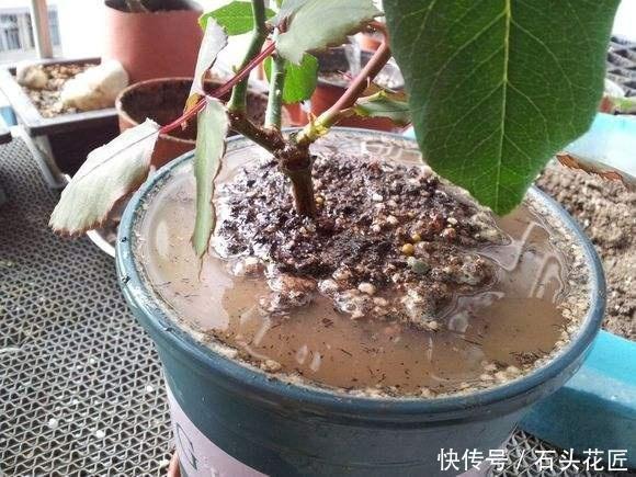养花“干透浇透”你真的懂吗？很多人做错了，难怪盆土板结！