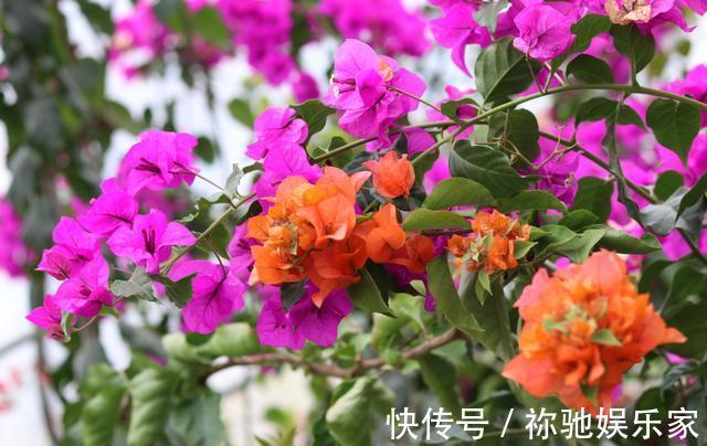 扦插三角梅不生根别“手贱”，有“耐心”，扦插一棵活一棵