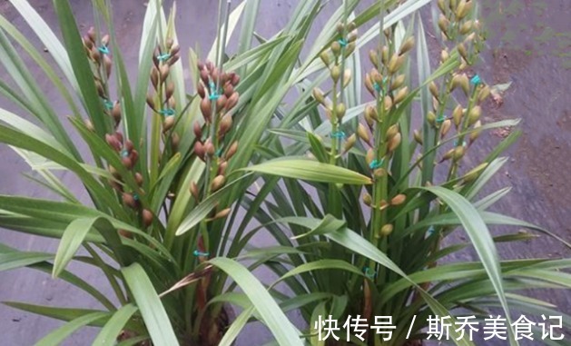 花盆|老师傅养兰花和君子兰从不乱施肥,就用三种,这才叫经验