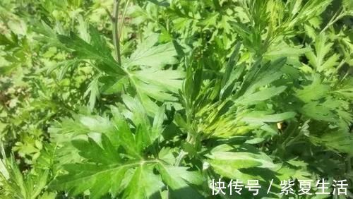 紫菜|5物是子宫肌瘤的“福音”，女人每天吃两口，肌瘤或一天比一天小