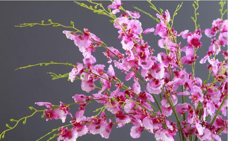 7种紧俏年宵花,个个都有“小脾气”,伺候好了,红红火火开一冬