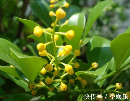 养这些花卉真幸福,夏天开花成花海,花香十足,飘散四溢