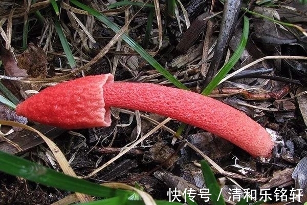 植物界奇葩TOP20,眼界又被刷新了!