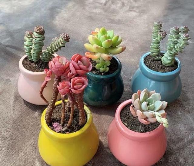 多肉不过夏，只要记住几个要点，完全不用担心多肉会挂掉