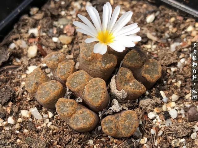 会开花的“石头”番杏科多肉植物“生石花”的养护心得！