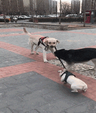 |搞笑GIF段子：小孩别看！