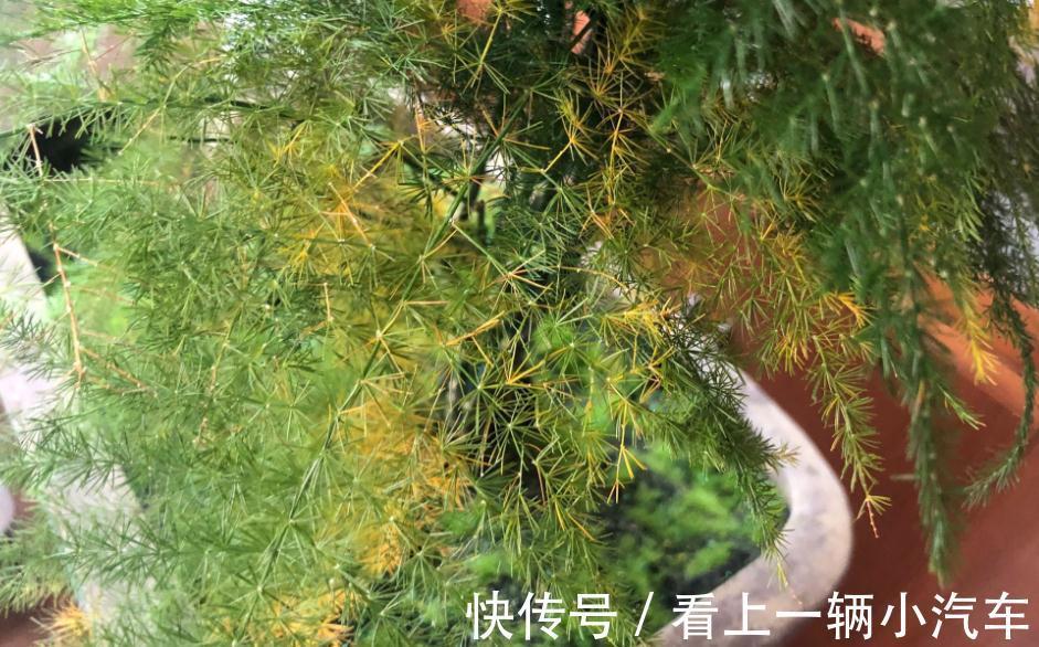 天冷养文竹，常做“3个小动作”，新芽咕咕冒不停，枝叶常青