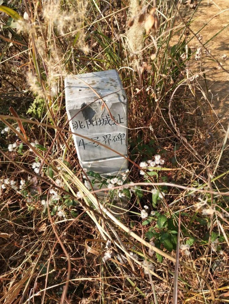 桃花源|永岁镇党委书记走进央视镜头,欲将此古城打造成历史文化旅游景点