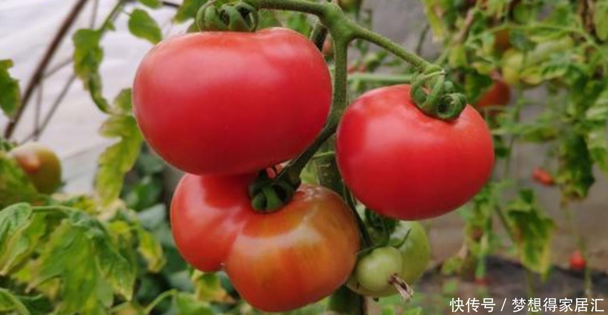 阳台上只会养花?学会这6招,阳台上还能收获硕果累累的西红柿