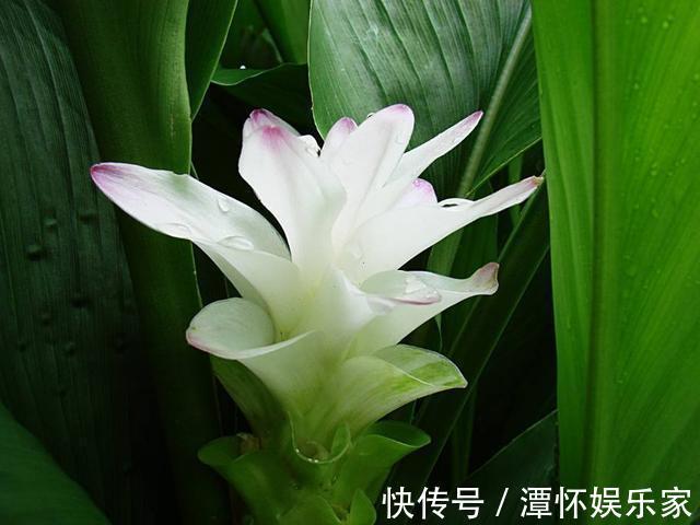 生在土里的荷花，开花一大朵，样子别致花期长，种一棵就赚了