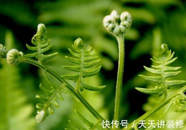 食物|若确诊糖尿病,4种食物敞开肚子吃,或助你慢慢稳定血糖,更健康