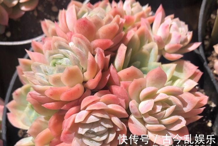 多肉冰梅最适合露养，快让它去室外沐浴日光，等冬天美得不可方物