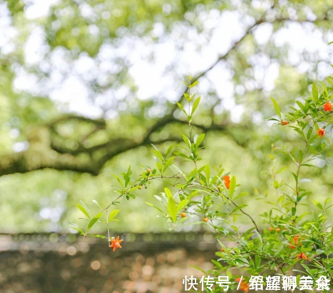 马鞭草|仲夏松江，花开正盛，夏雨荷，今天就能满足你→！