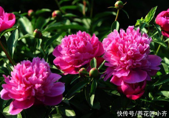 夏季|家中养着7种花，夏季不能换盆，换盆容易死掉，新手记牢了