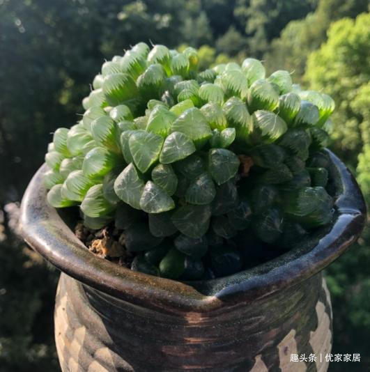 养1年的玉露群生,盆内显得太挤,狠心将其拆了,结果成玉露大户