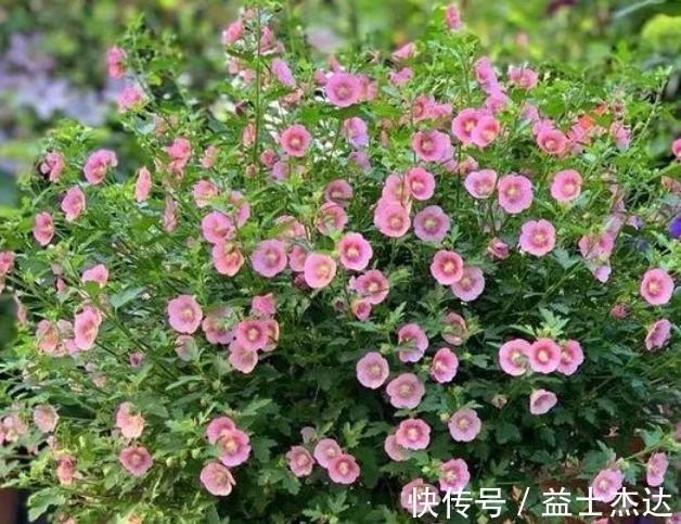 半阴通风|4种花爱开花，阳台养几盆，一次开放100朵，开花“红又旺”