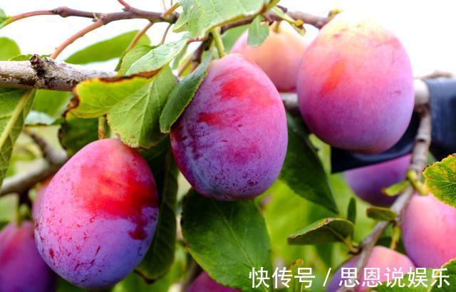 气血|此水果每天吃一些，补气血、防掉发、润肤色，女人30后可以试试