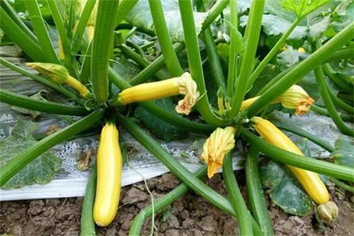 清肠|女性不想早衰，不妨多吃此食物，排毒清肠，刮油消脂，赶走小肚腩