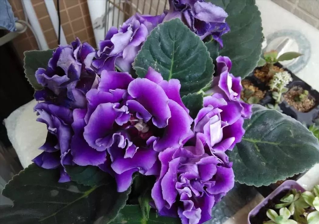 3种“耐阴花”,适合北阳台,不见太阳也能开花,四季轮流开不断