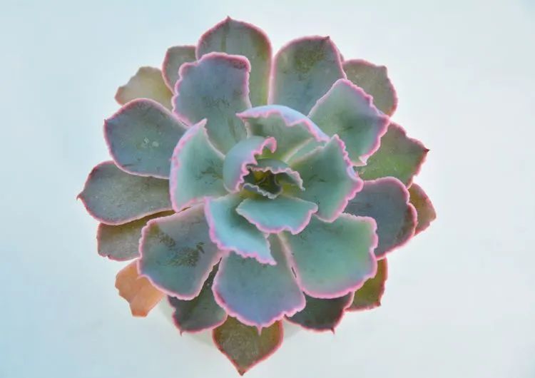 面朝大海的多肉们，在四季变迁中生生不息！