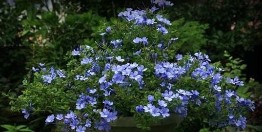 这些盆栽植物疯长爆盆很容易！分分钟长满阳台，扮靓你的生活