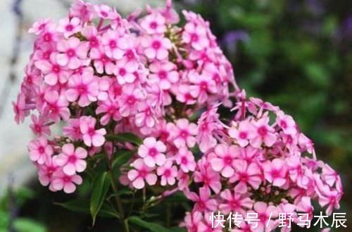 花姿|庭院选这几款花,花姿妖娆,盛开时繁花似锦,花色美轮美奂