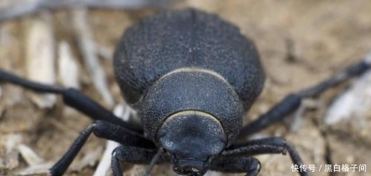 盗墓笔记 中的尸蟞 到底是什么虫子 世界上真的存在吗 快资讯