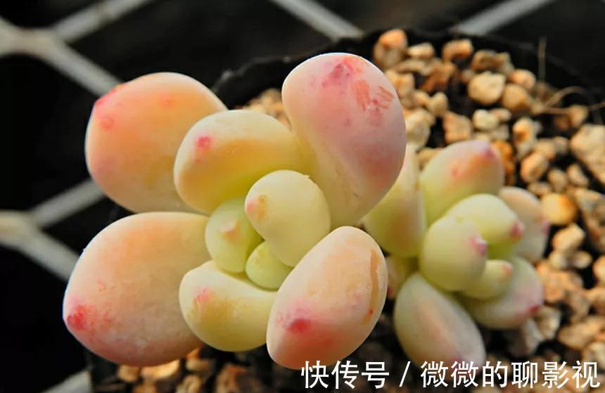 多肉中的高端货，甜美又可爱，浑身散发糖果香，你喜欢吗