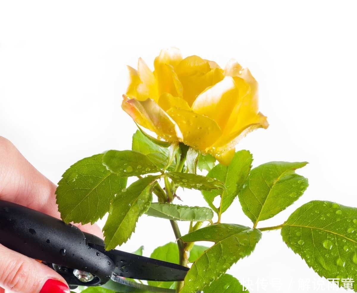 如何让月季变得更加粗壮?月季壮苗大法,让月季苗壮、花多、枝粗