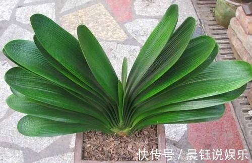 坏习惯|君子兰怎么养得好这3个坏习惯先改掉,不然不开花长得慢