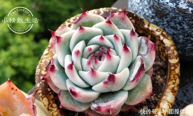 多肉度夏难,常见8种死法,后4种纯属人为,来看看有没有你!