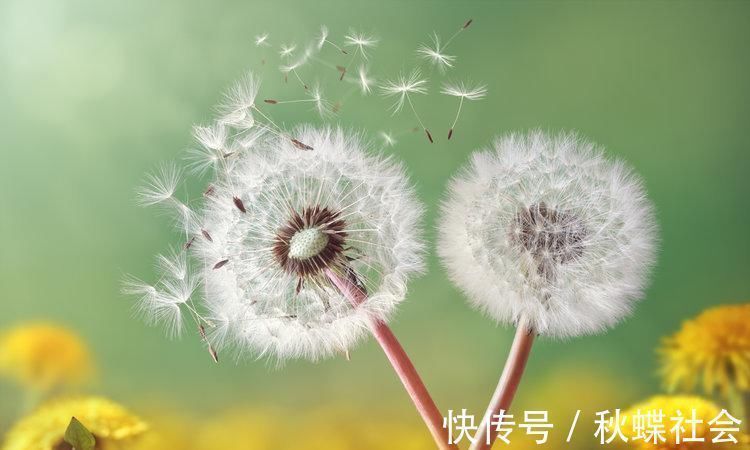 蒲公英泡水|老人坚持蒲公英泡水喝,4个月后肿瘤消失,蒲公英真能抗癌