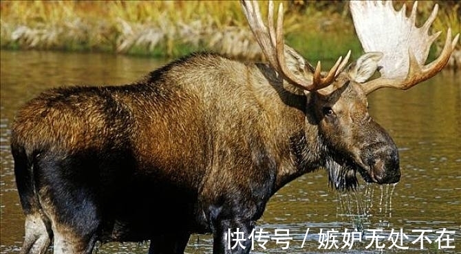 美国@“牛魔王”的坐骑现身美国,如今泛滥成灾,只有养狼才能勉强应付